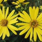 HDD・SDDドライブの使用状況を棒グラフで表示『WizTree』