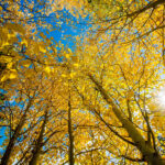 白黒の写真に色を付けるつけたいならオススメ『ImageColorizer』