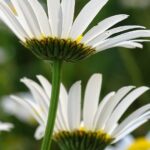 フリーで使いやすい画像編集ソフト『JTrim』