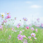 画像を一括変換まとめて統一『リサイズ超簡単!Pro』解説&例付き